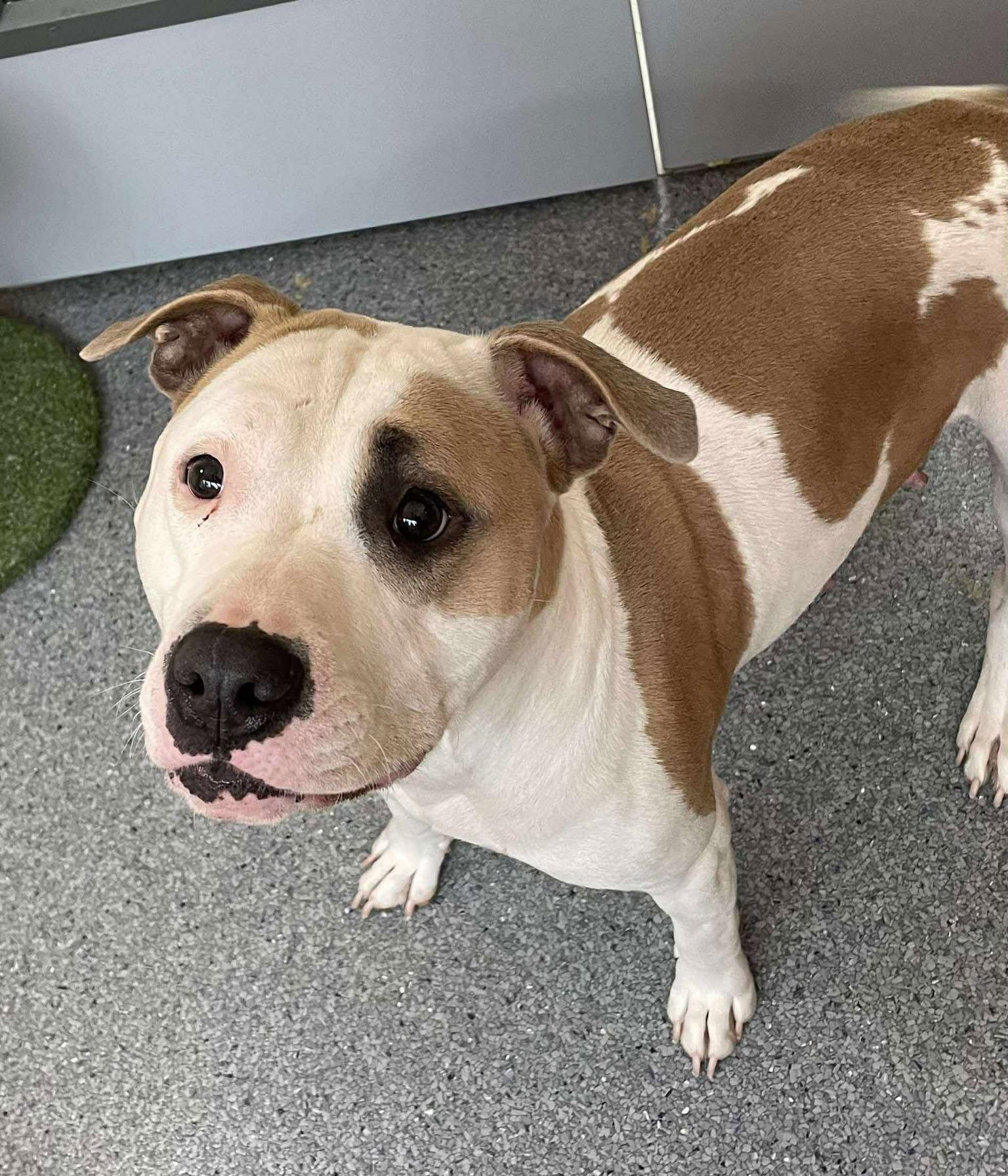 Enlarge Precious, a Adoptable Terrier in Covington, VA image 1/1