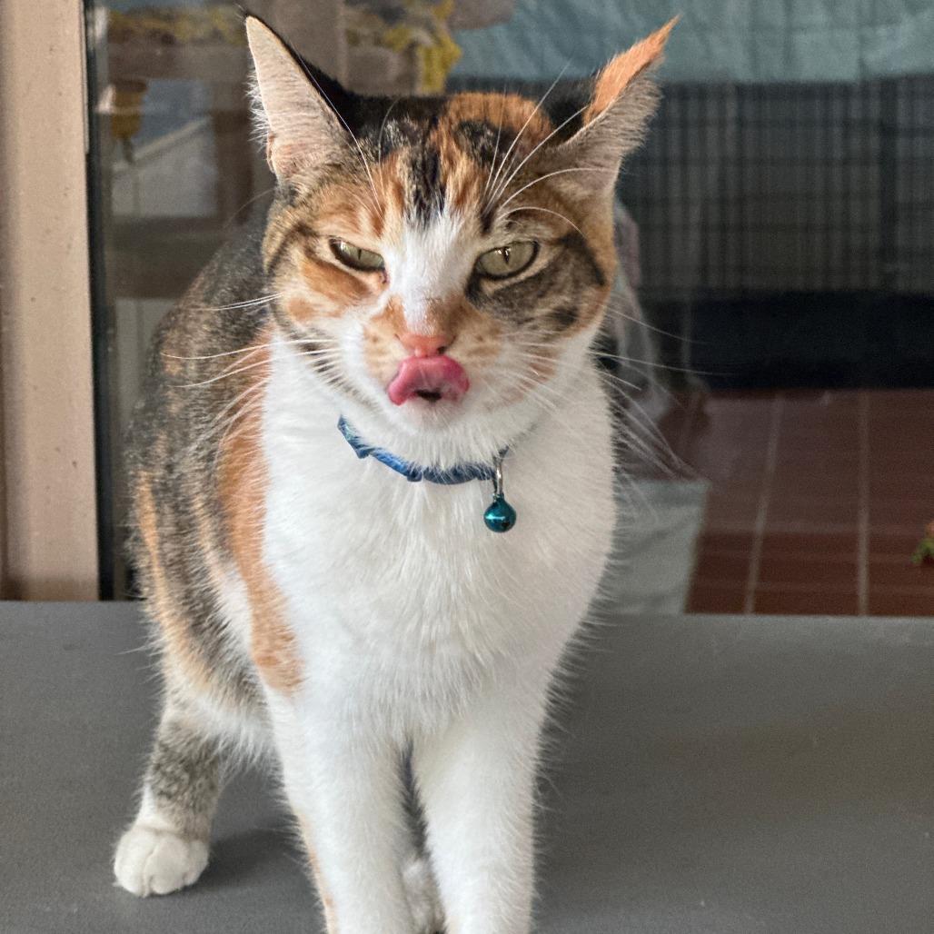 Enlarge Stella, a Adoptable Domestic Short Hair in Tucson, AZ image 1/1