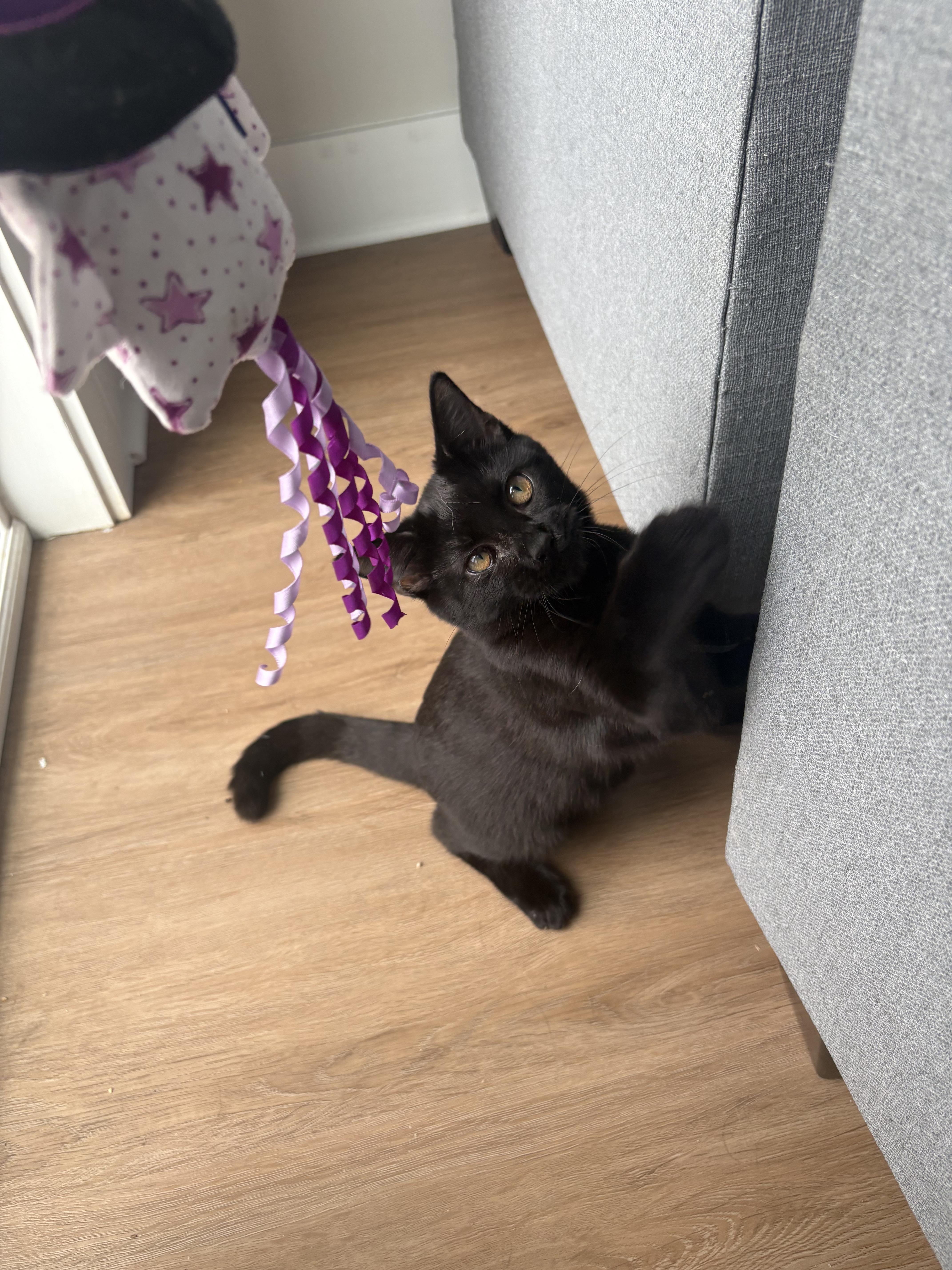 Clara, Adoptable, Young Female Domestic Short Hair.