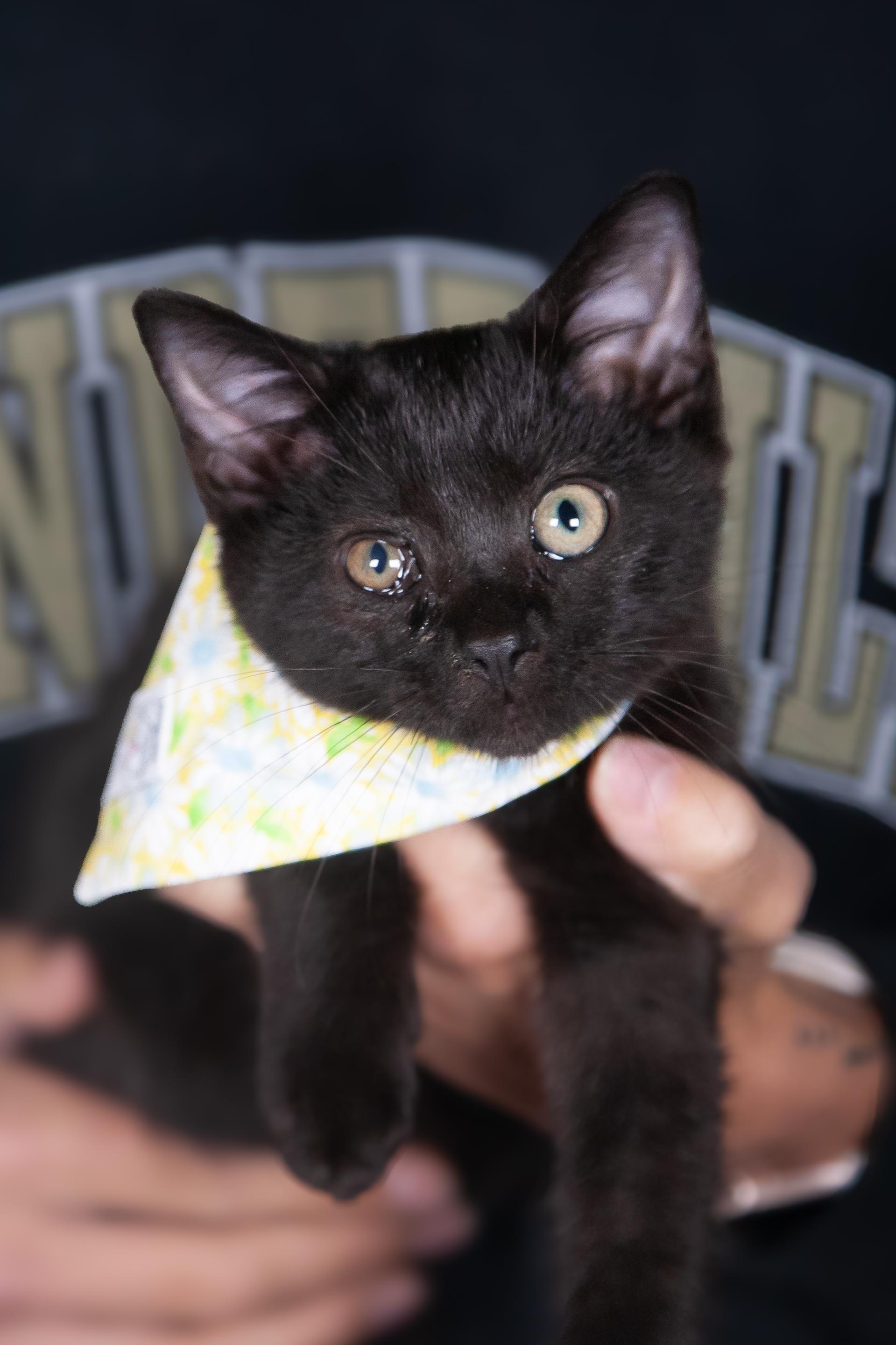 Clara, Adoptable, Young Female Domestic Short Hair.