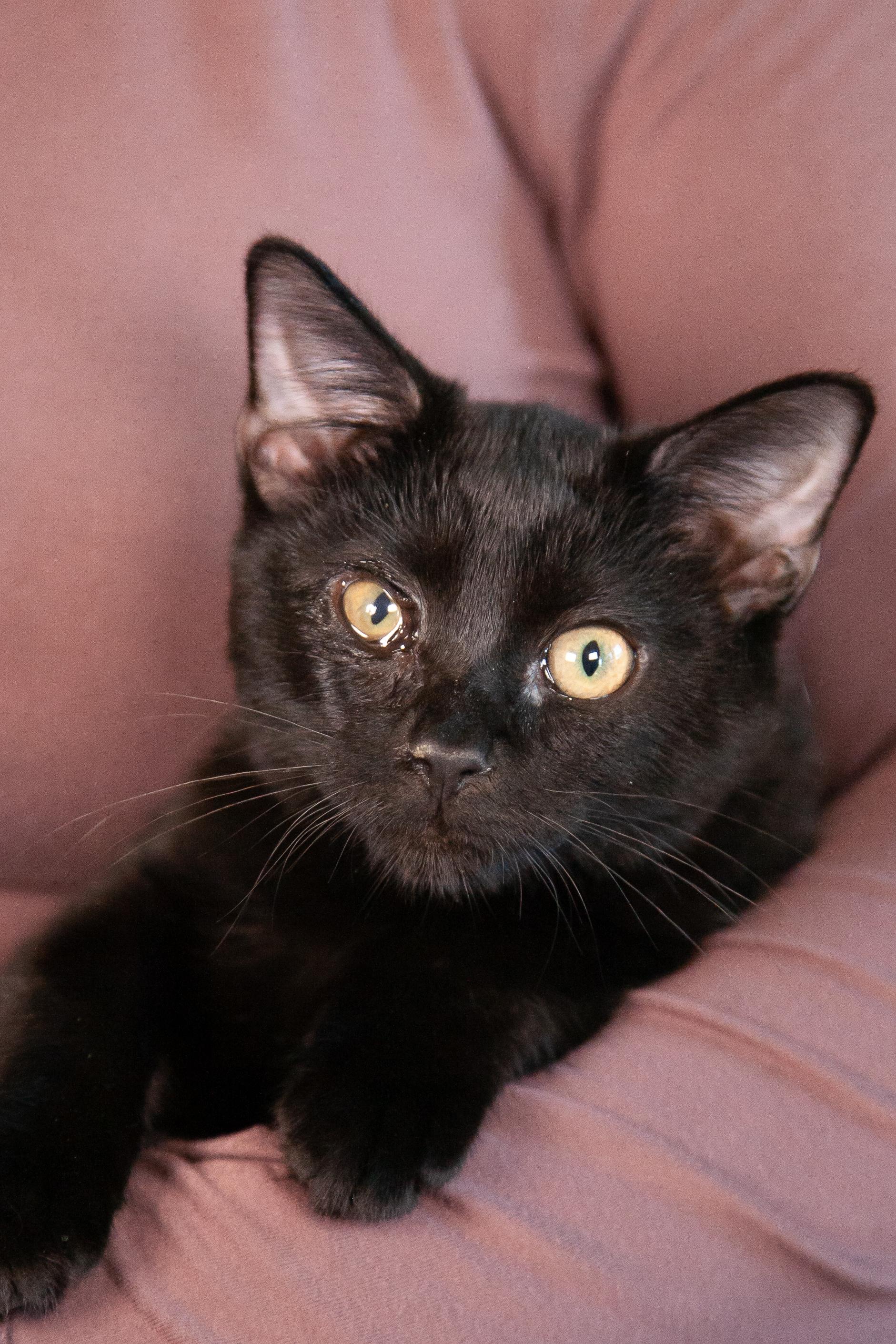 Clara, Adoptable, Young Female Domestic Short Hair.