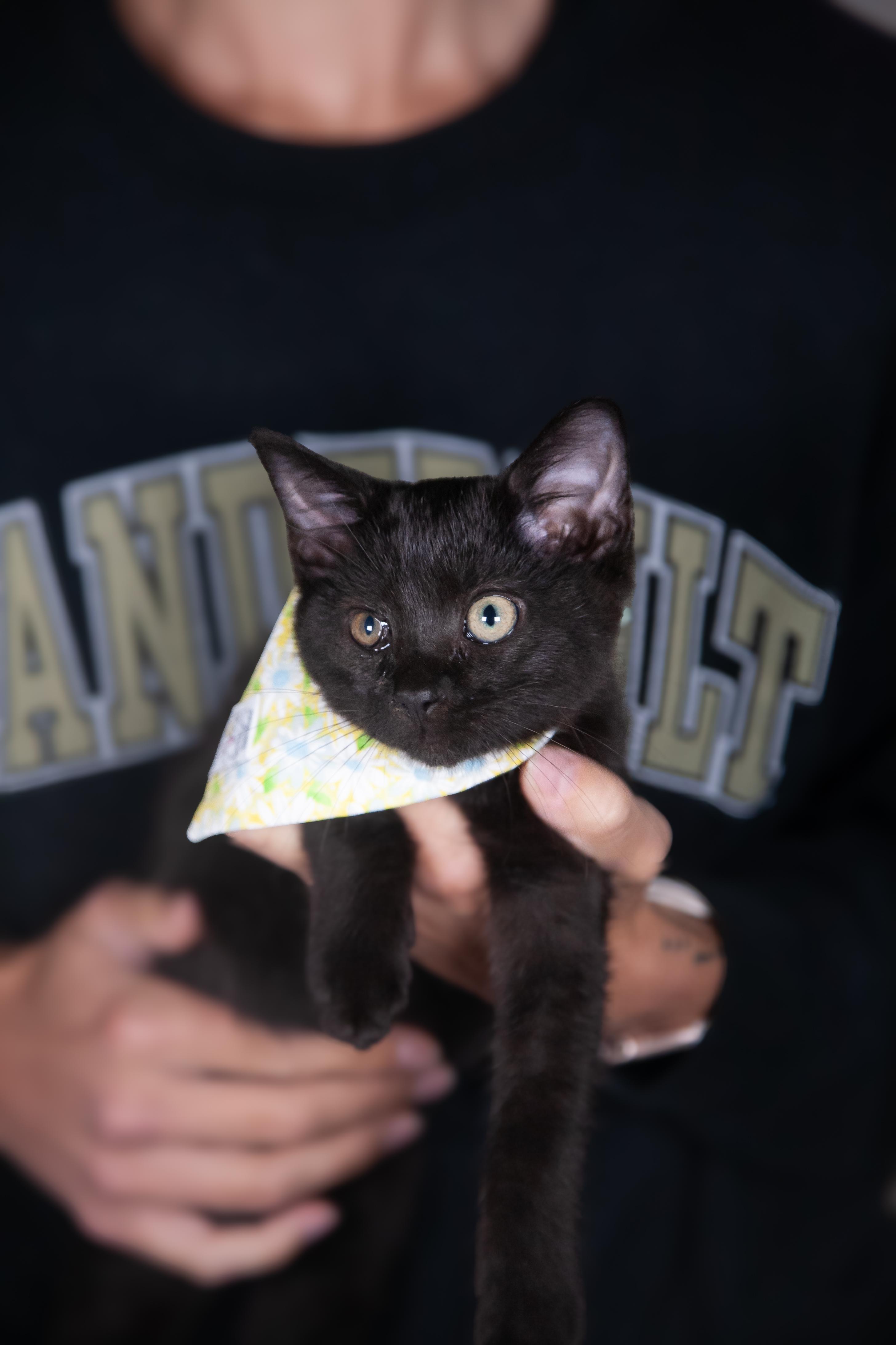 Clara, a Adoptable Domestic Short Hair in Nashville, TN image 2/6