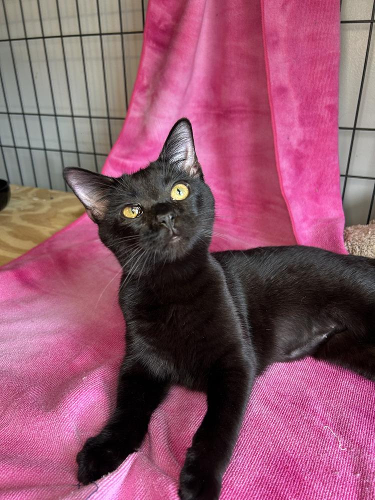 Clara, Adoptable, Young Female Domestic Short Hair.