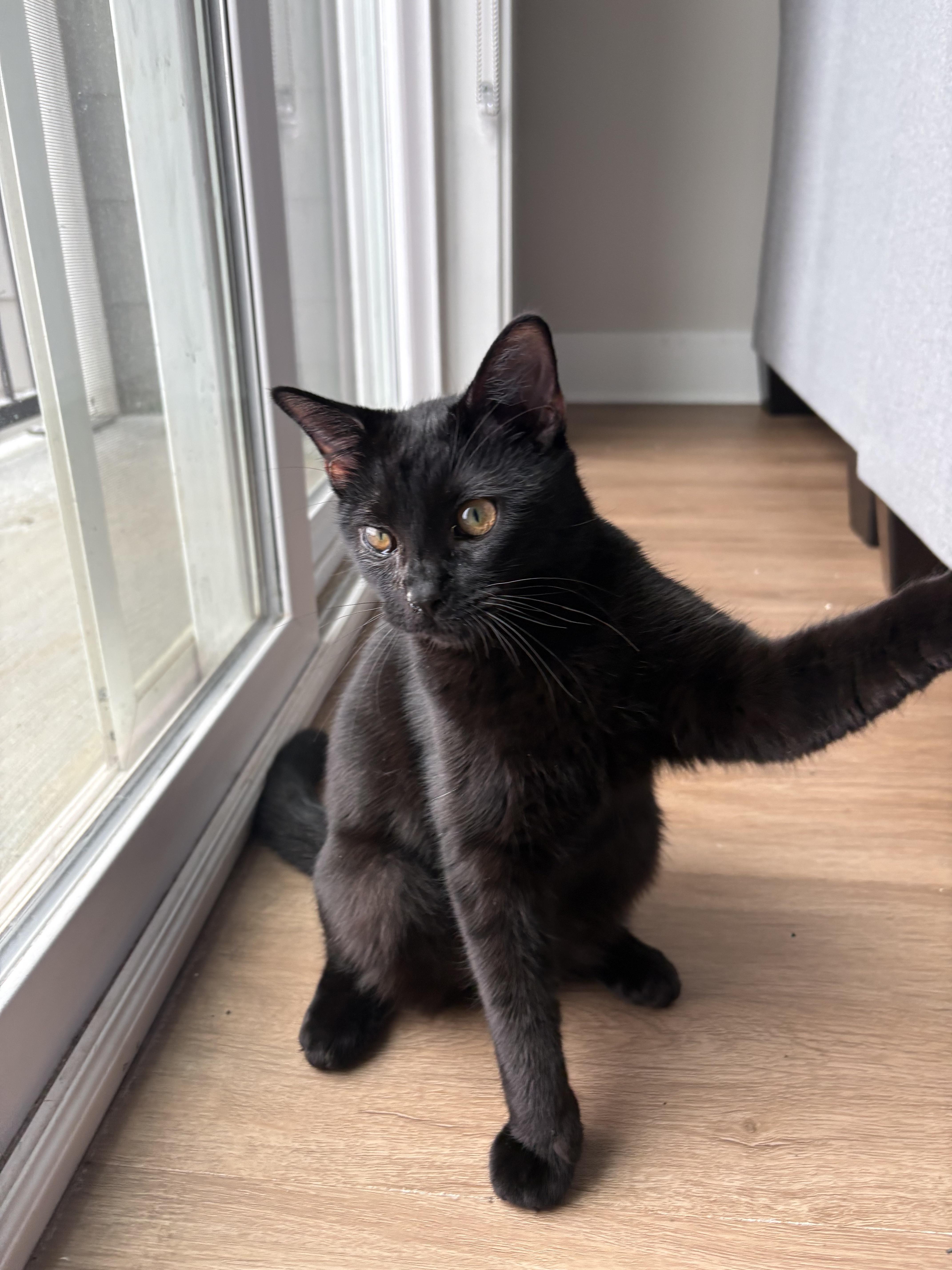 Enlarge Clara, a Adoptable Domestic Short Hair in Nashville, TN image 2/6