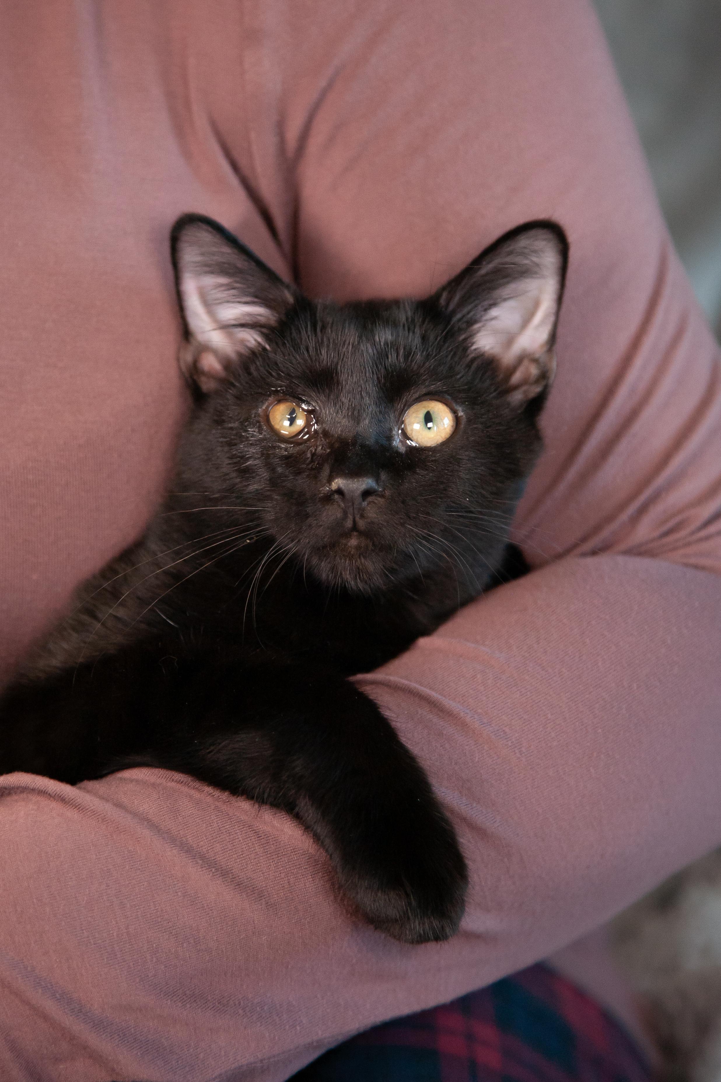 Clara, a Adoptable Domestic Short Hair in Nashville, TN image 3/6