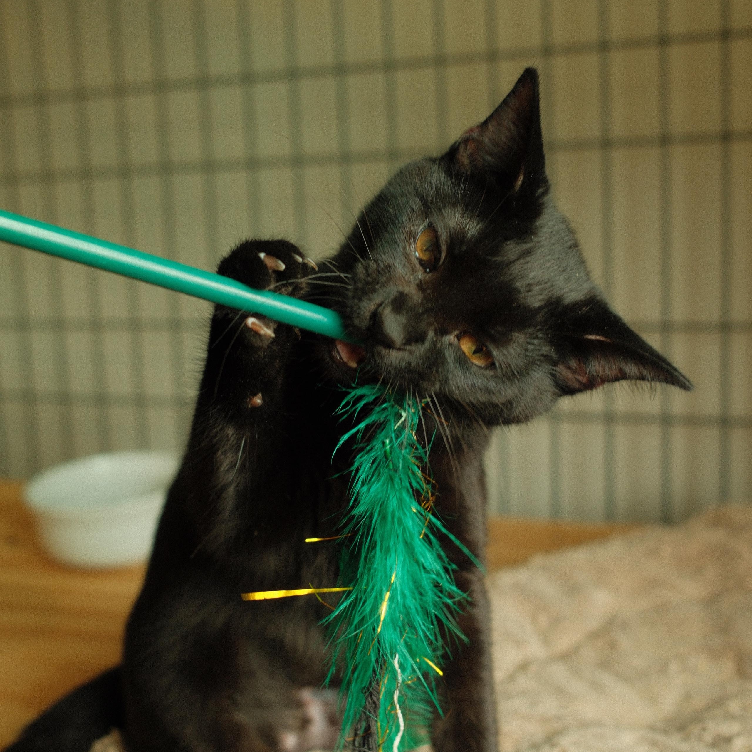 Enlarge Clara, a Adoptable Domestic Short Hair in Nashville, TN image 5/6