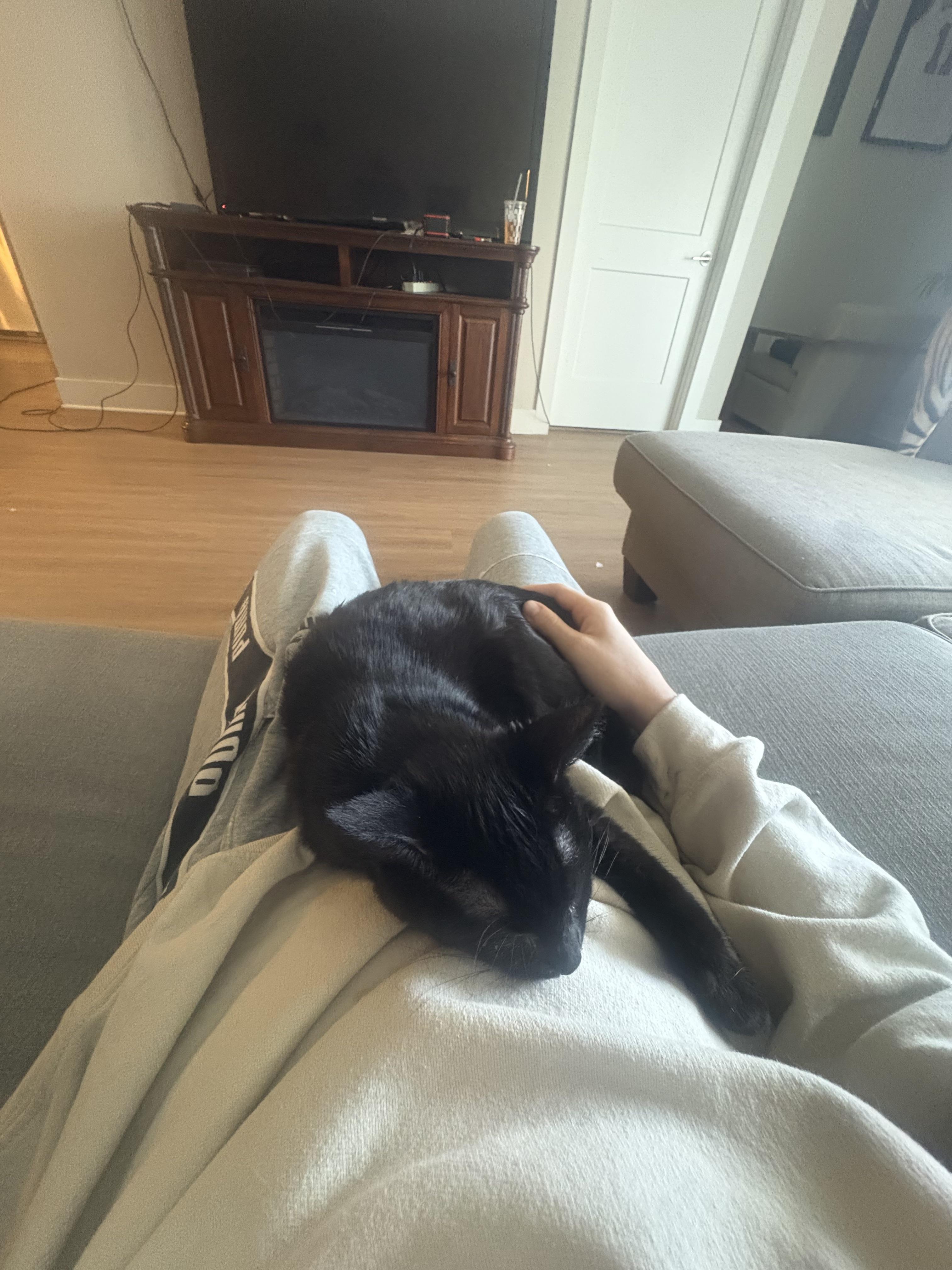 Clara, a Adoptable Domestic Short Hair in Nashville, TN image 4/6