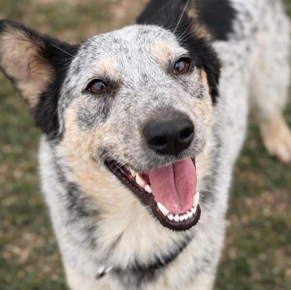 Quinni, Adoptable, Adult Female Australian Cattle Dog / Blue Heeler.