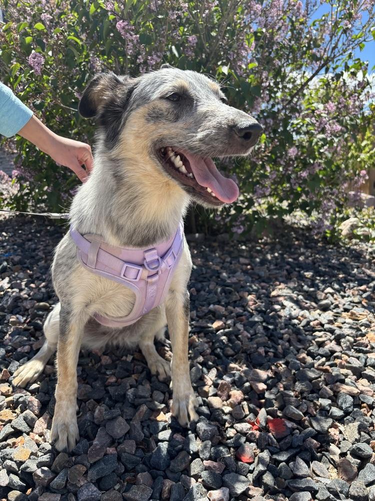 Enlarge Quinni, a Adoptable mixed breed in Colorado Springs, CO image 2/6