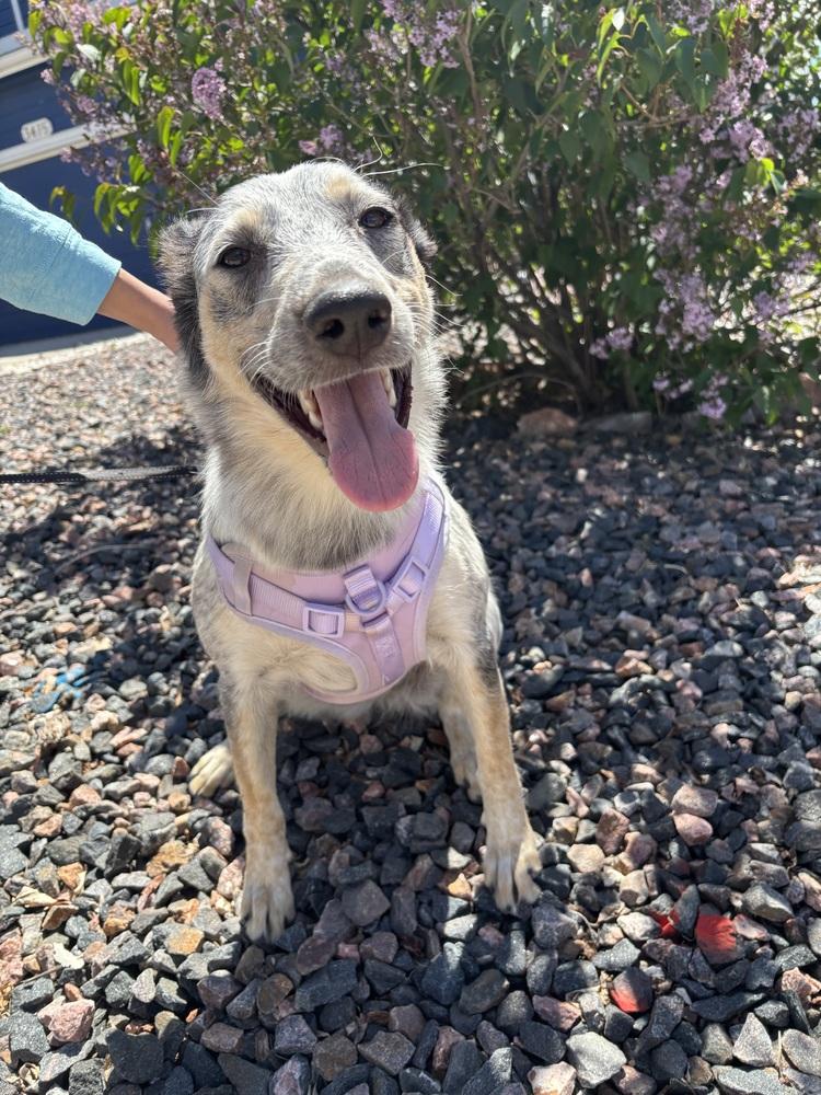 Enlarge Quinni, a Adoptable mixed breed in Colorado Springs, CO image 3/6