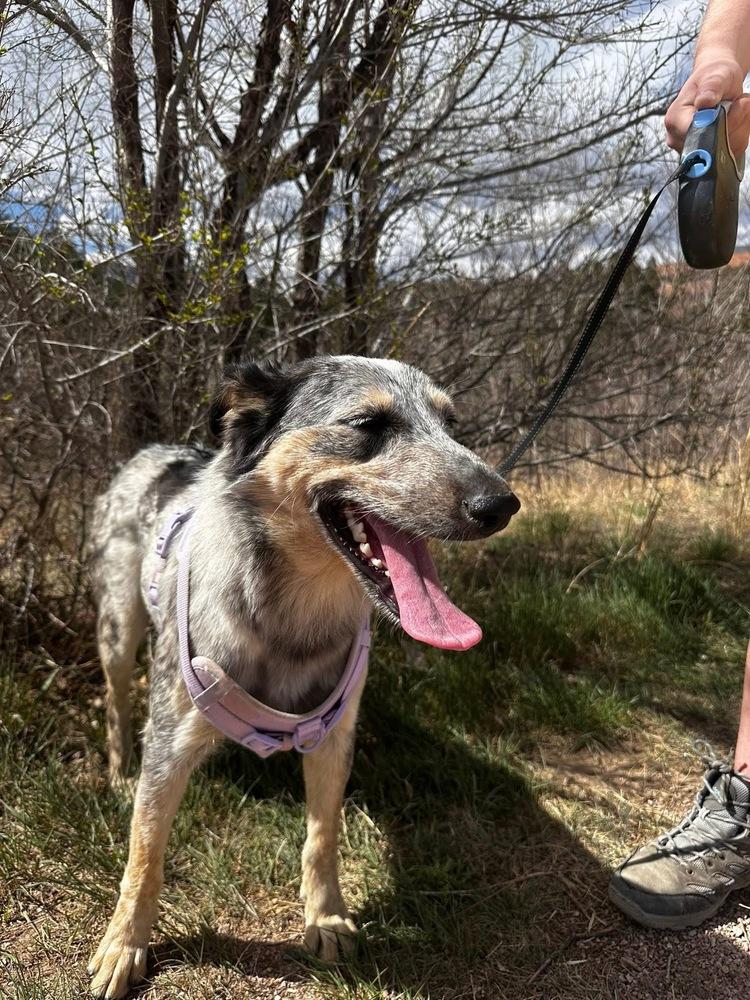 Enlarge Quinni, a Adoptable mixed breed in Colorado Springs, CO image 4/6
