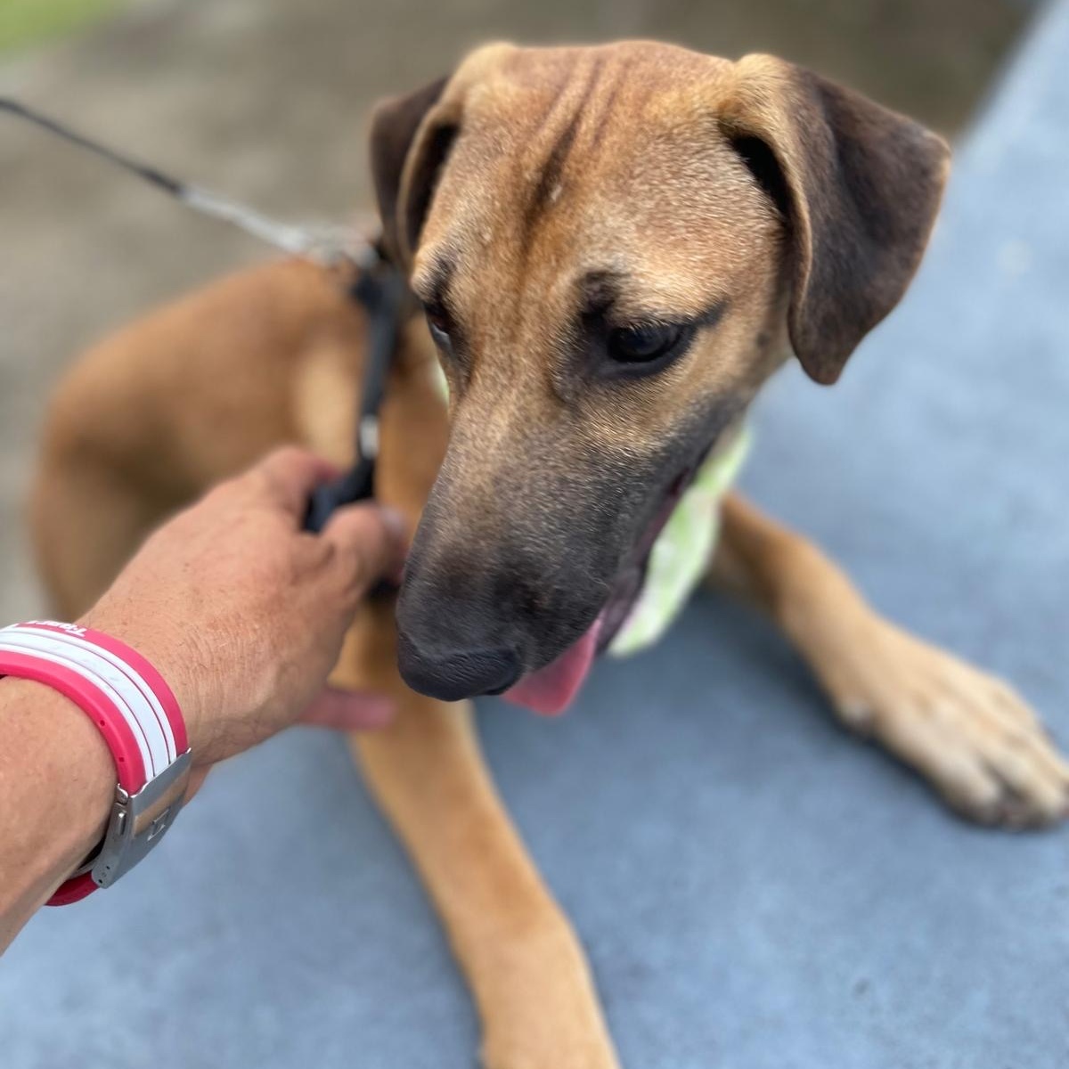 Enlarge ARCHIE "Today is our day!" (Currently in Puerto Rico), a Adoptable mixed breed in New York, NY image 3/6