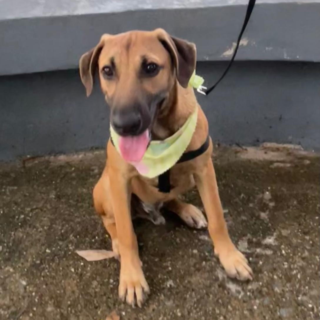 Enlarge ARCHIE "Today is our day!" (Currently in Puerto Rico), a Adoptable mixed breed in New York, NY image 6/6