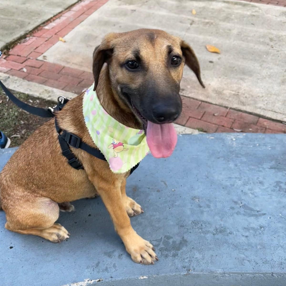 Enlarge ARCHIE "Today is our day!" (Currently in Puerto Rico), a Adoptable mixed breed in New York, NY image 5/6