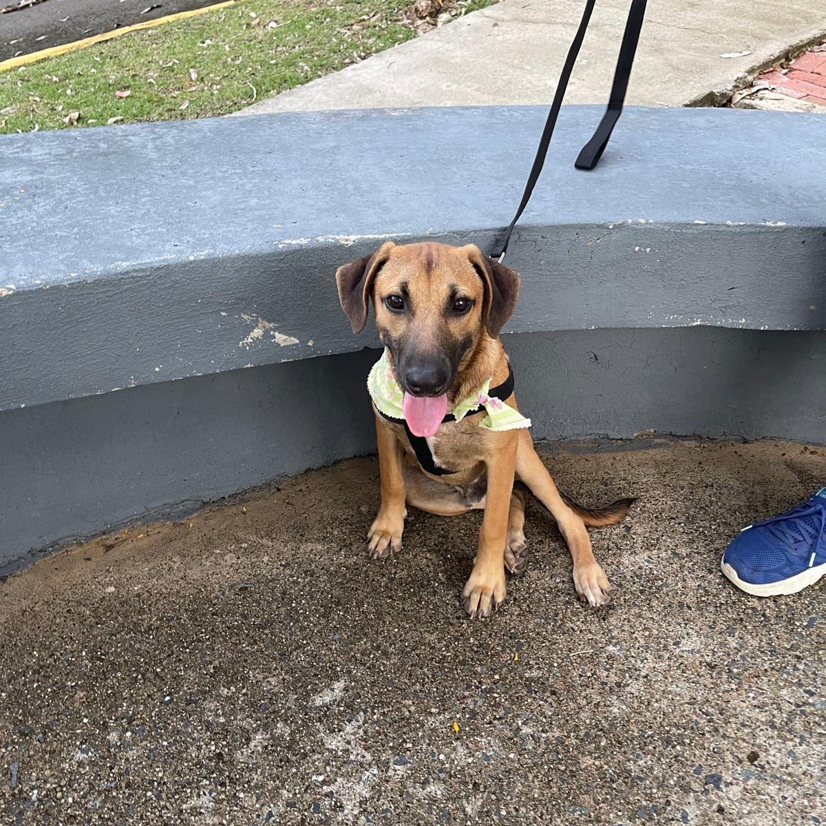 Enlarge ARCHIE "Today is our day!" (Currently in Puerto Rico), a Adoptable mixed breed in New York, NY image 2/6