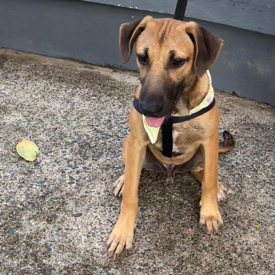 Enlarge ARCHIE "Today is our day!" (Currently in Puerto Rico), a Adoptable mixed breed in New York, NY image 4/6