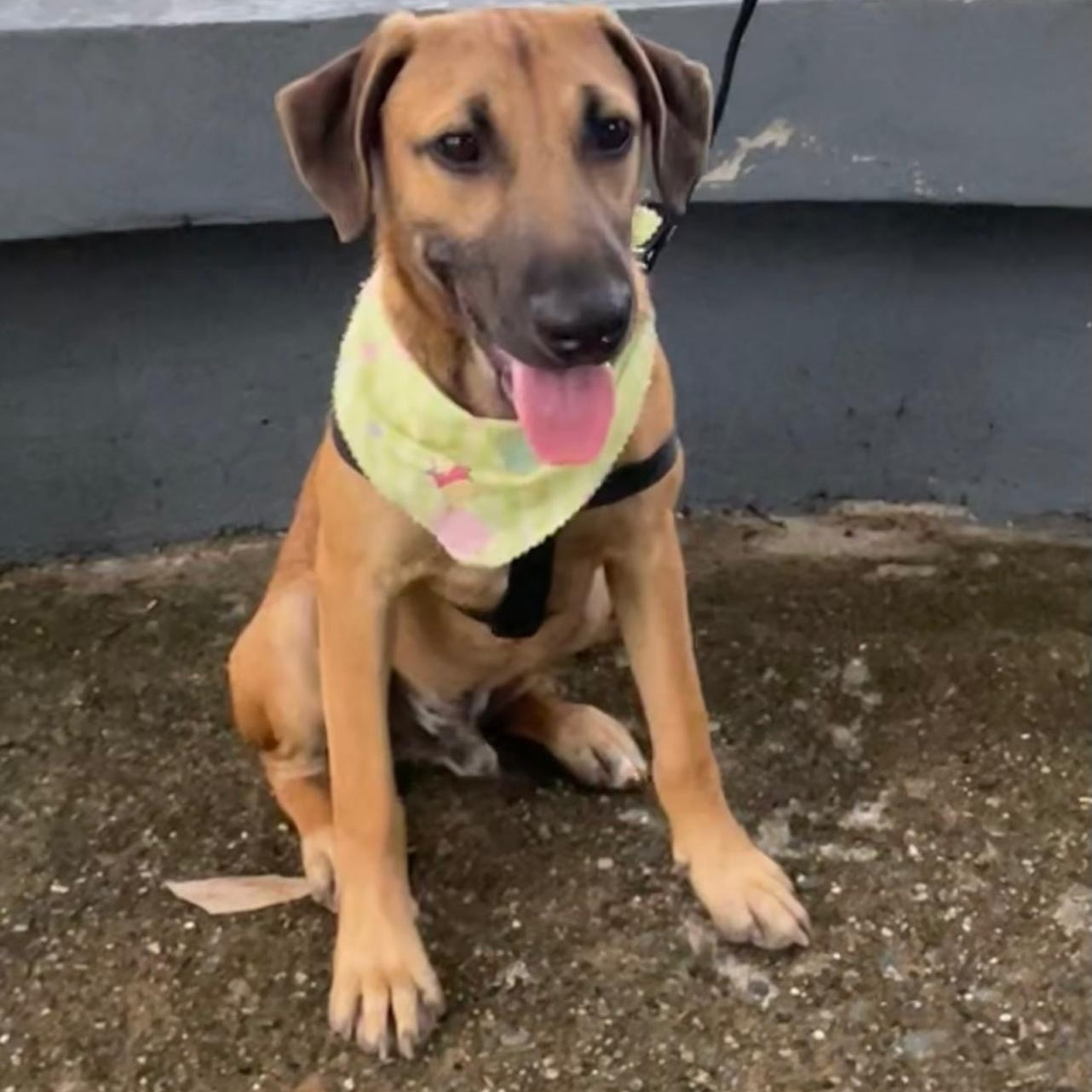 Enlarge ARCHIE "Today is our day!" (Currently in Puerto Rico), a Adoptable mixed breed in New York, NY image 1/6