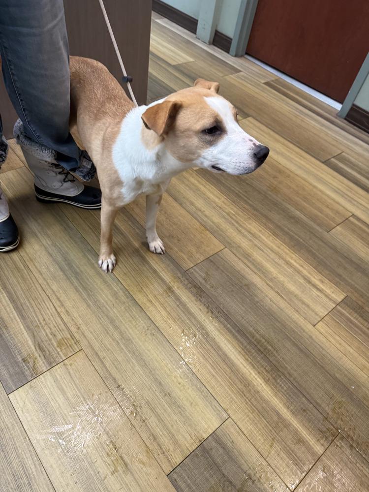 Meghan, Adopted, Puppy Female Husky & Staffordshire Bull Terrier.