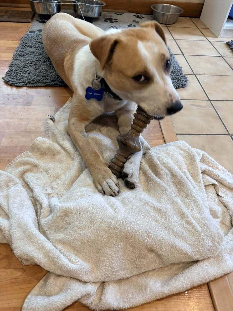 Meghan, a Adopted mixed breed in Naperville, IL image 3/6