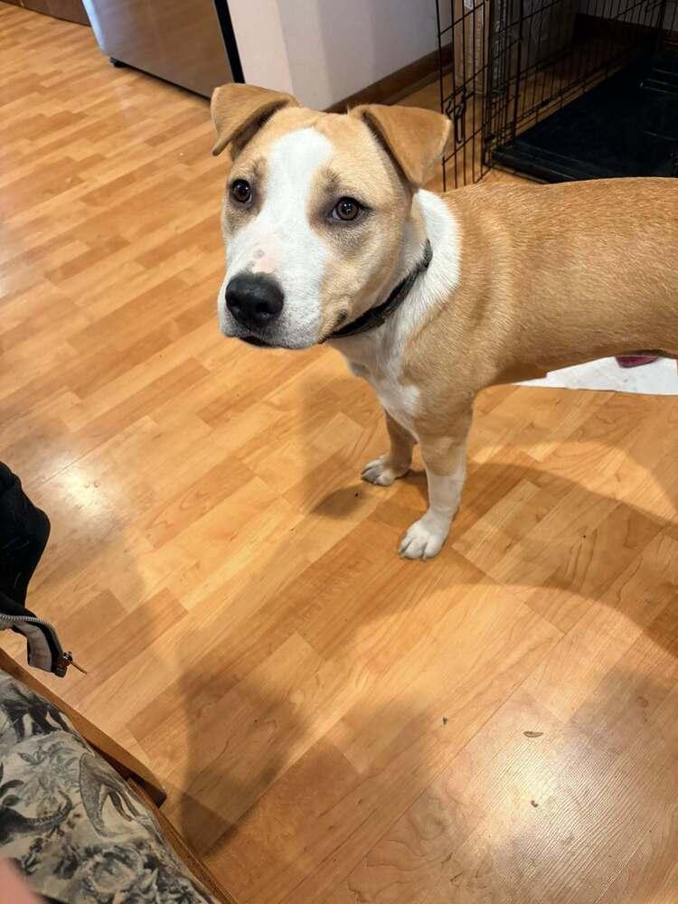 Meghan, a Adopted mixed breed in Naperville, IL image 4/6