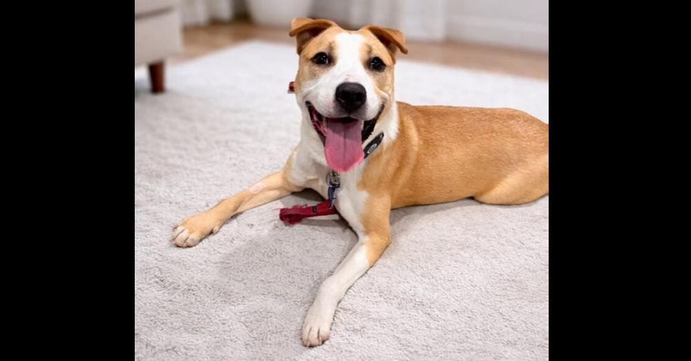 Meghan, a Adopted mixed breed in Naperville, IL image 5/6