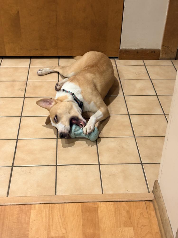 Meghan, a Adopted mixed breed in Naperville, IL image 6/6