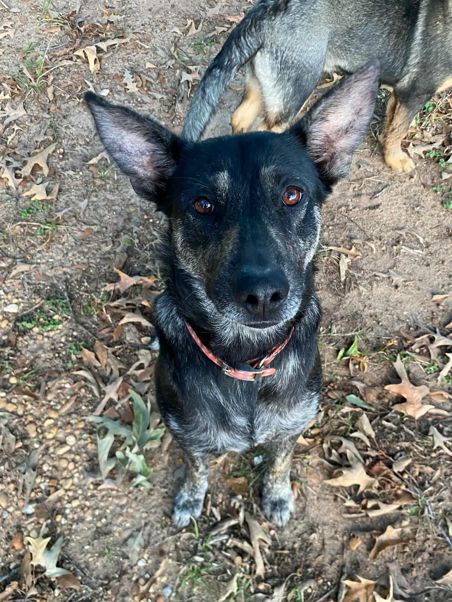Gabbriette, Adoptable, Young Female Shepherd.