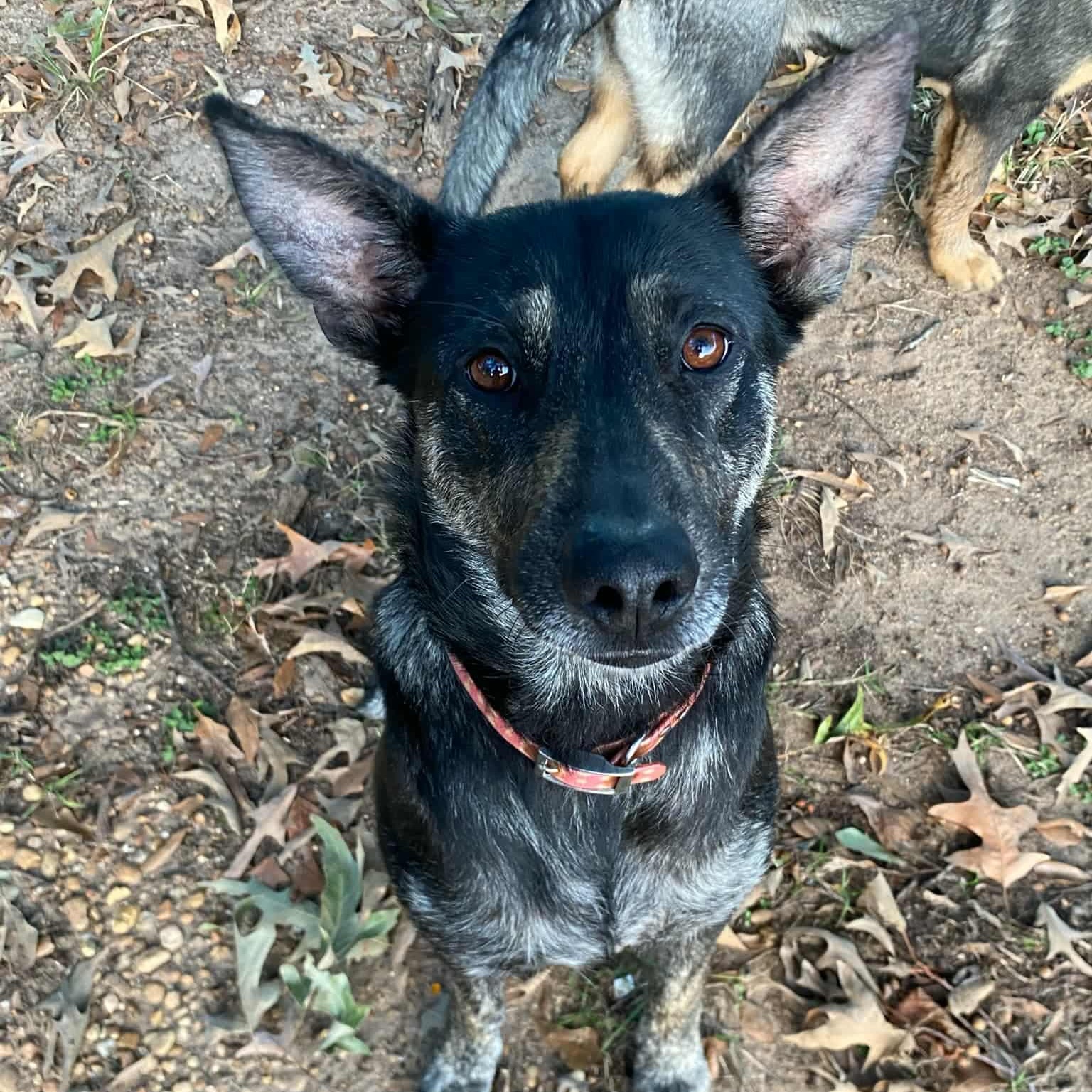 Enlarge Gabbriette, an adopted Shepherd in Brooklyn, NY image 1/2