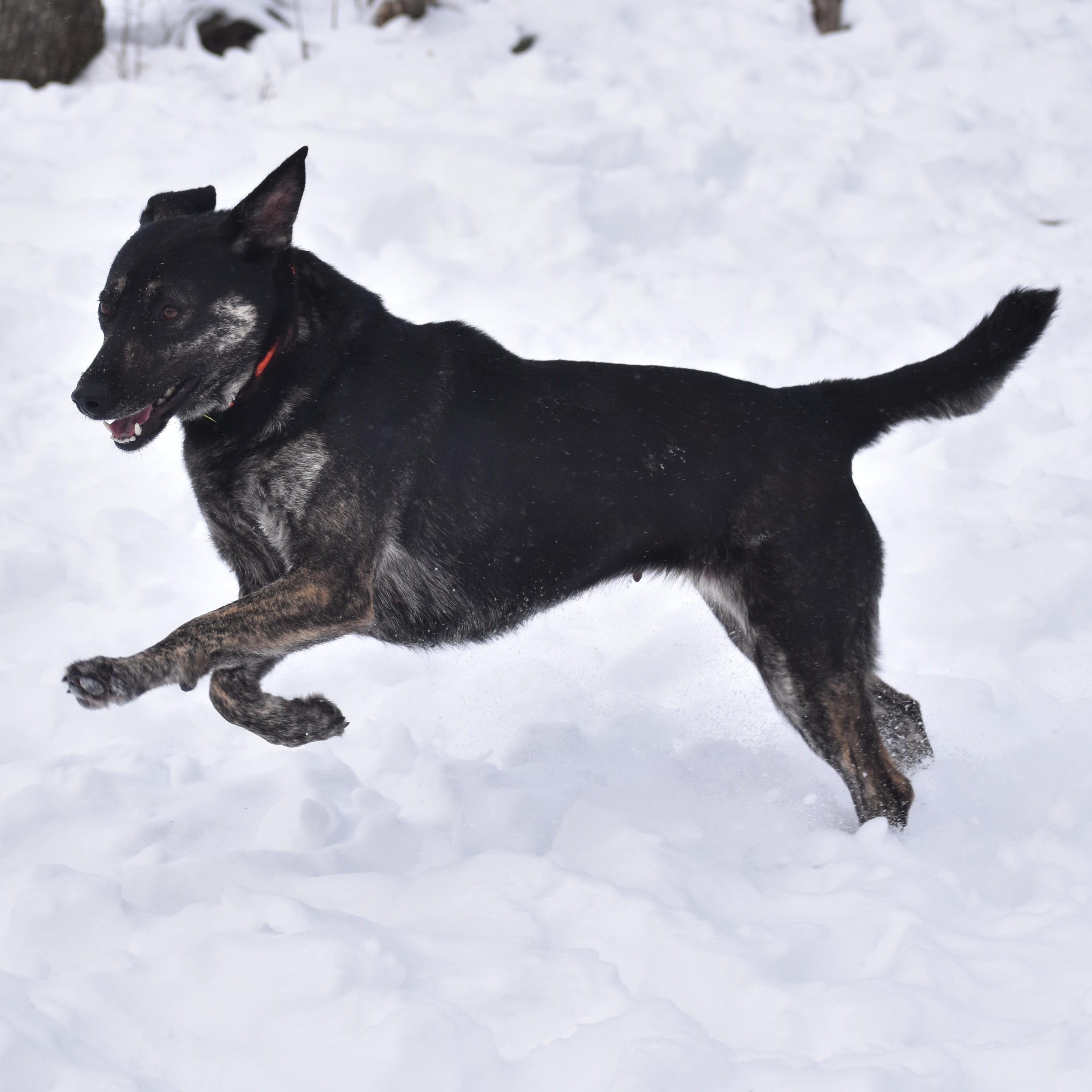 Enlarge Gabbriette, an adopted Shepherd in Brooklyn, NY image 2/2