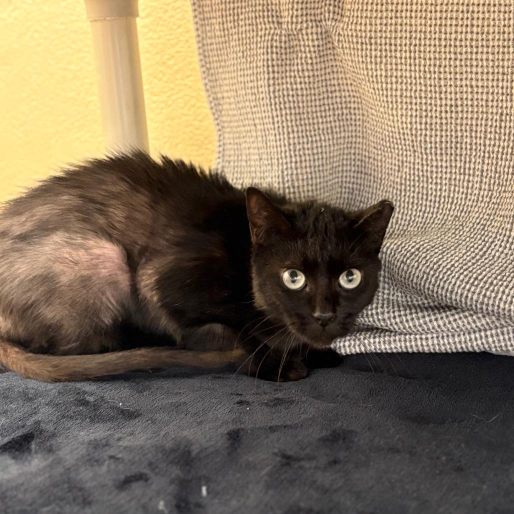 Strawberry, Adoptable, Adult Female Domestic Short Hair.
