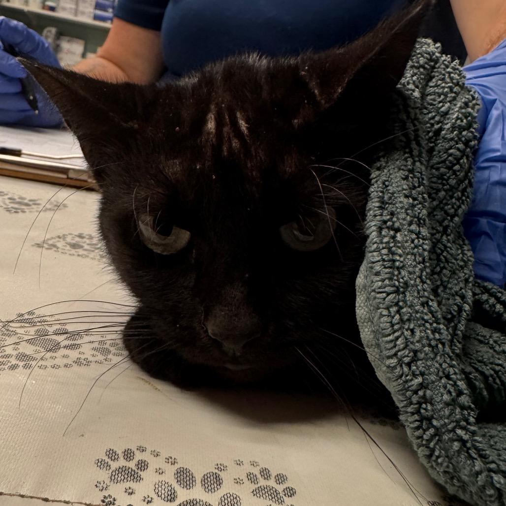 Strawberry, a Adoptable Domestic Short Hair in Birdsboro, PA image 2/3