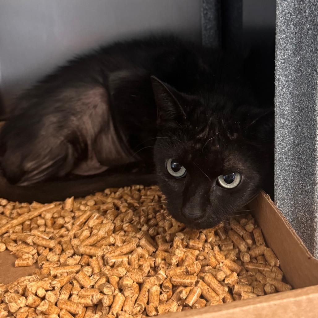Strawberry, a Adoptable Domestic Short Hair in Birdsboro, PA image 3/3