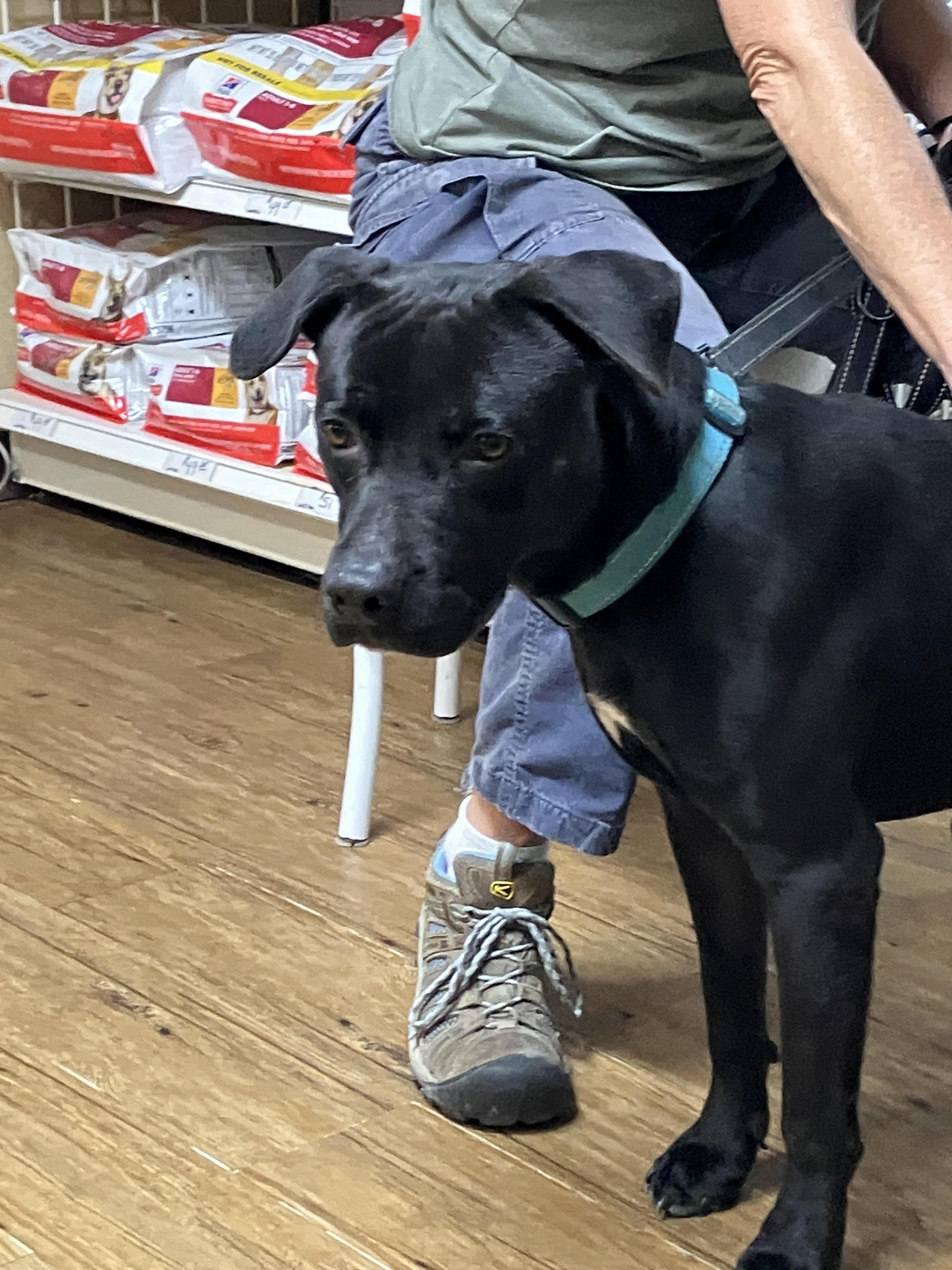 Enlarge COLE - Lively and Loveable, a Adoptable mixed breed in Georgetown, TX image 5/6