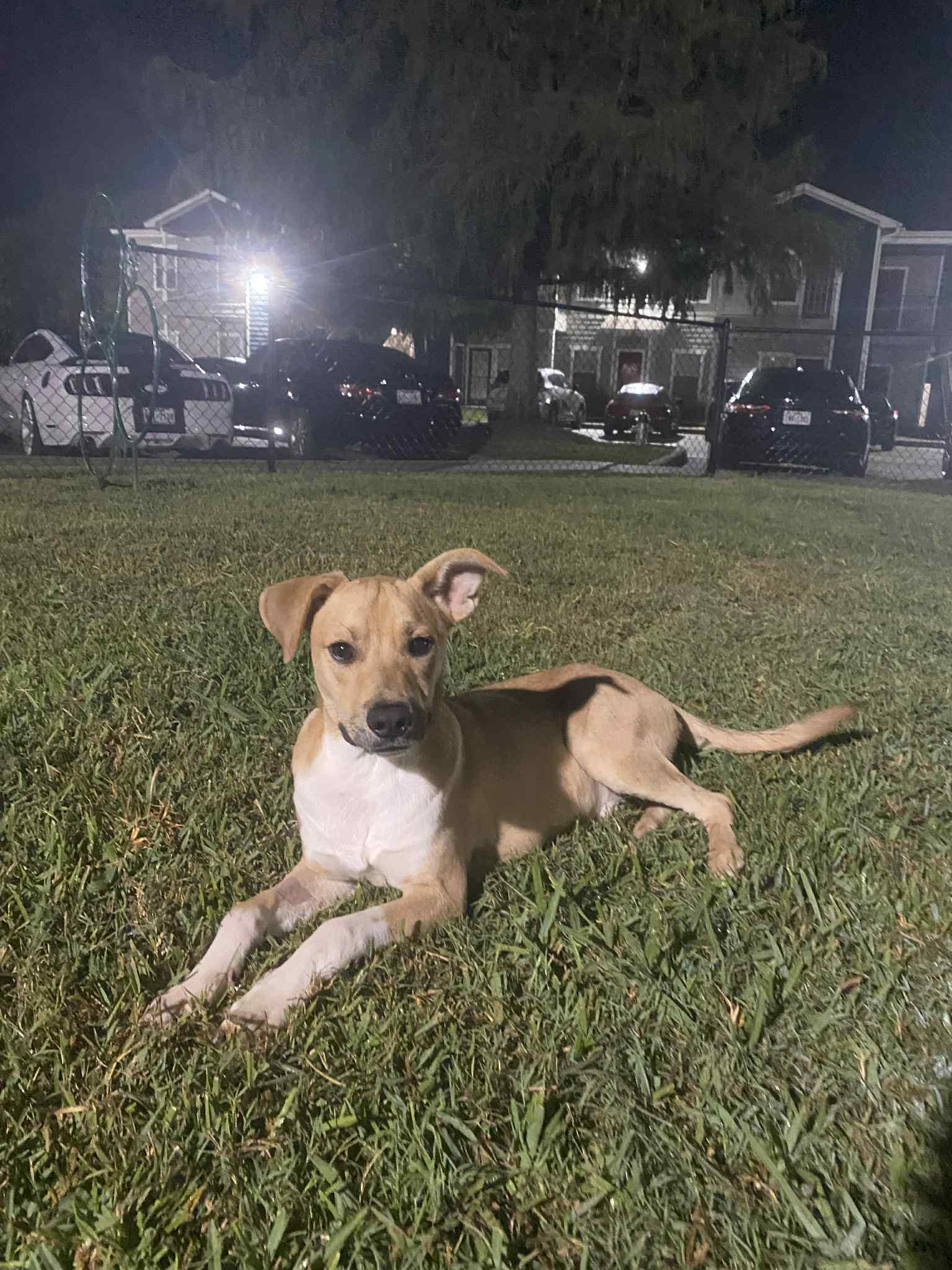 Enlarge Badger, a Adoptable Carolina Dog in Bronson, TX image 2/4