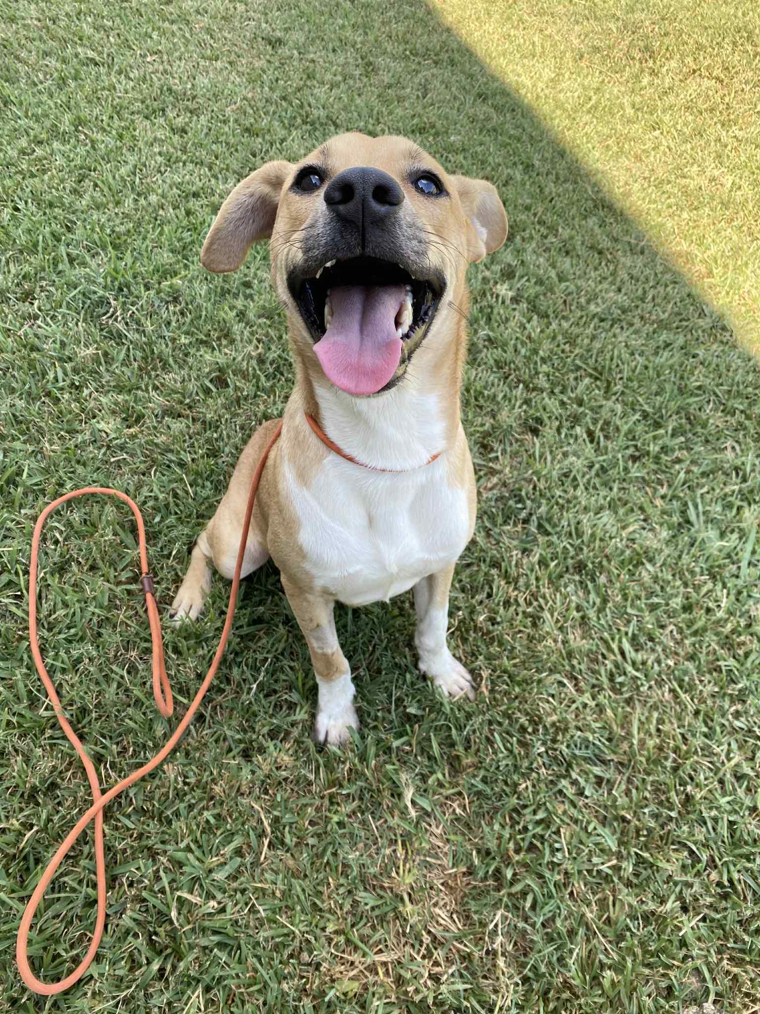 Enlarge Badger, a Adoptable Carolina Dog in Bronson, TX image 3/4