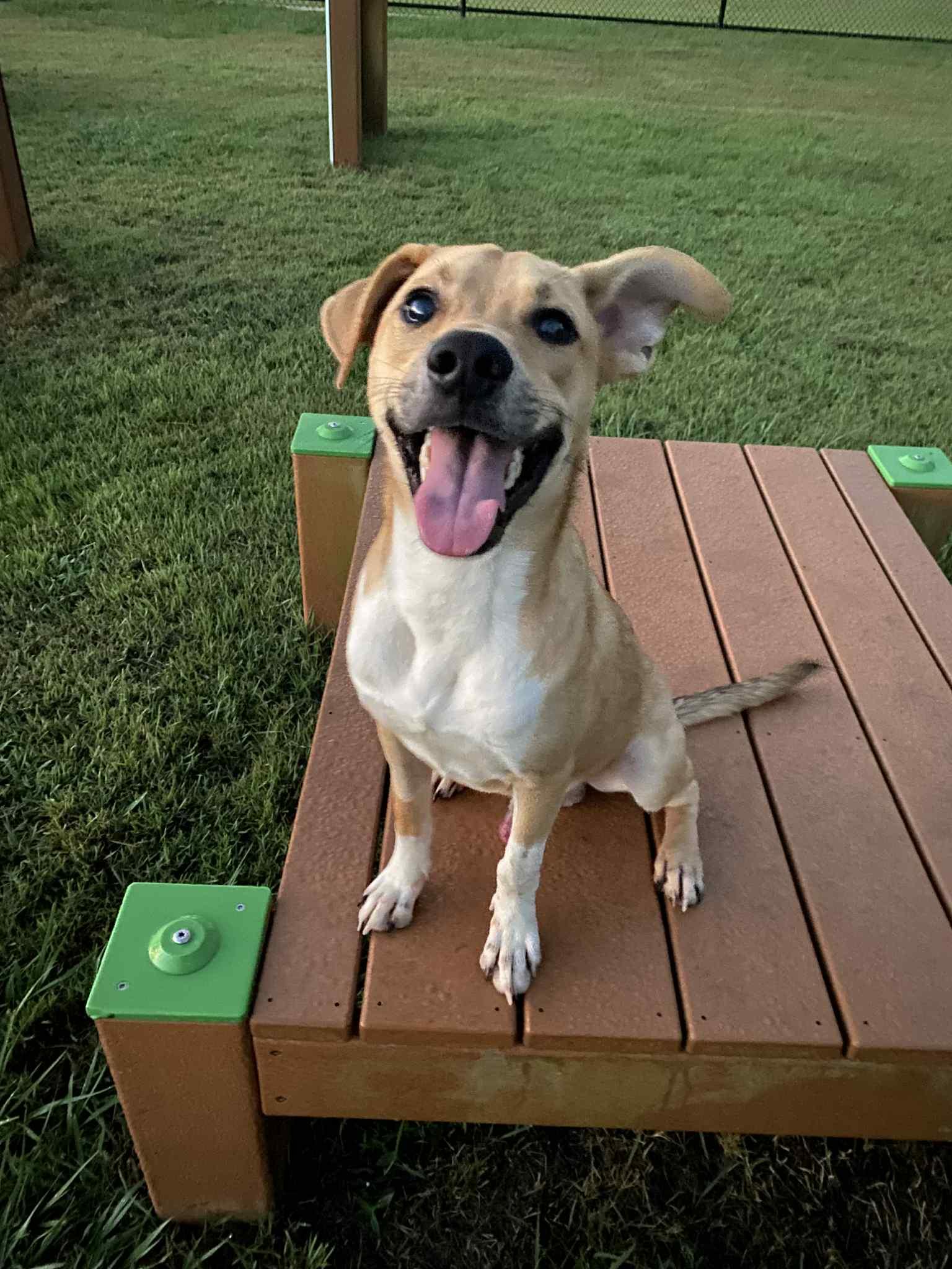 Enlarge Badger, a Adoptable Carolina Dog in Bronson, TX image 4/4