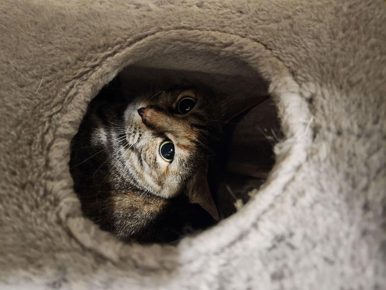 Enlarge Sally, a Adoptable American Shorthair in Hartselle, AL image 1/1
