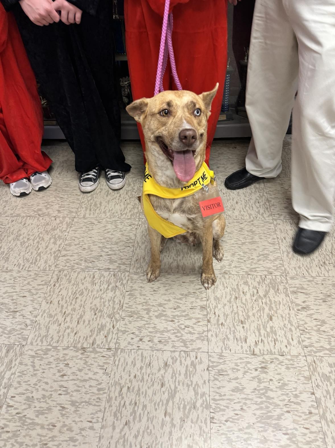 Enlarge Skye, a Adopted mixed breed in Monticello, MS image 1/3