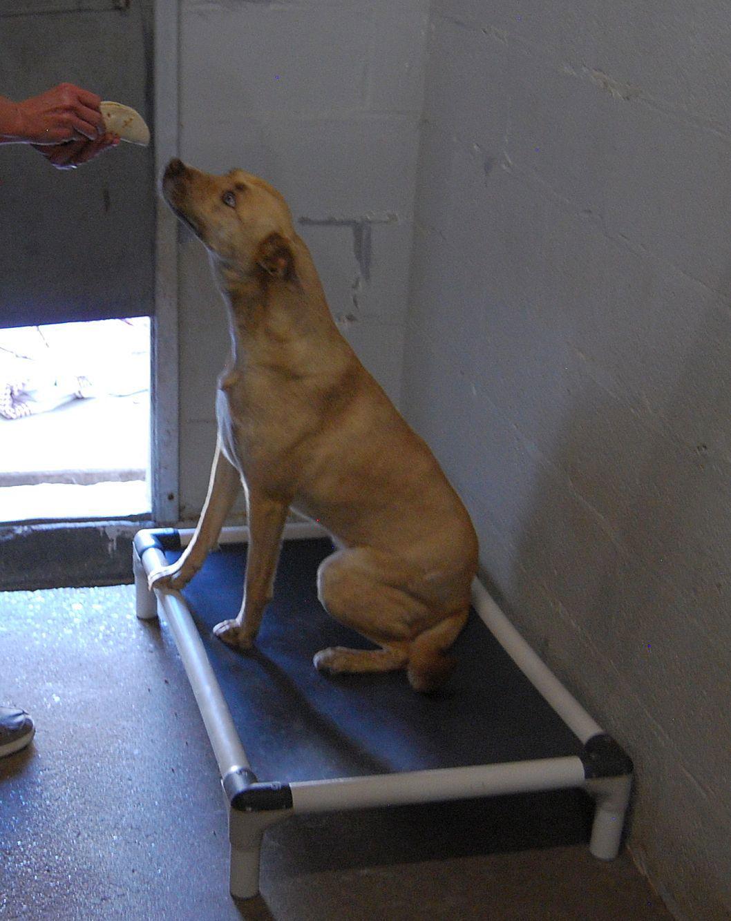 Enlarge Skye, a Adopted mixed breed in Monticello, MS image 3/3