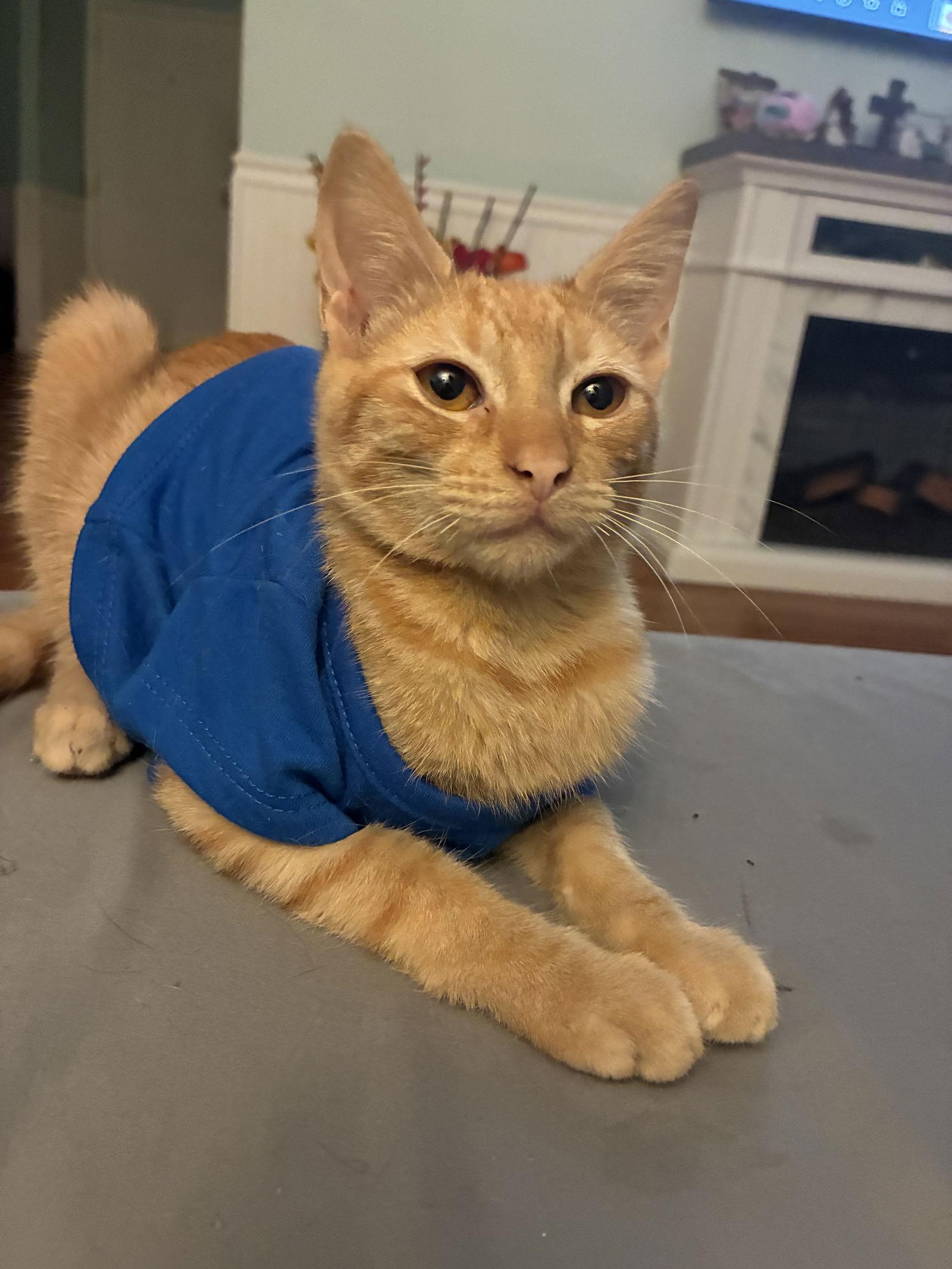 Enlarge Pumpkin, a Adoptable Domestic Short Hair in The Woodlands, TX image 2/2