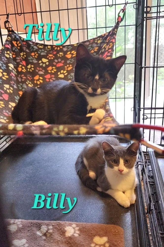 Tilly, Adoptable, Kitten Female Domestic Short Hair.