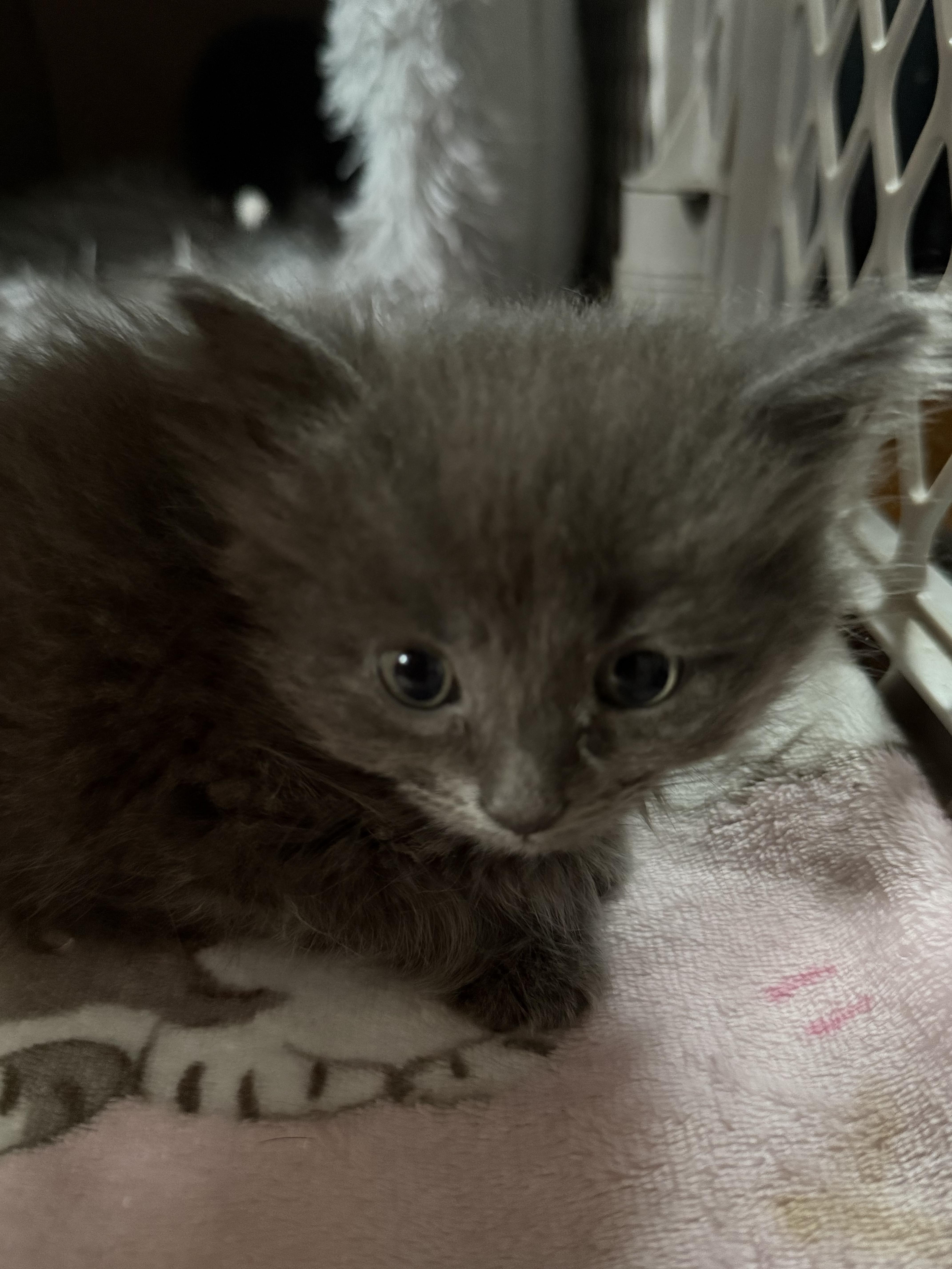 Lilac, ADOPTABLE, Kitten Female Domestic Long Hair.
