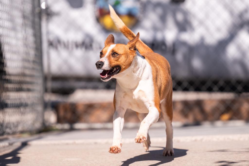 Boscoe, Adoptable, Adult Male Basenji.