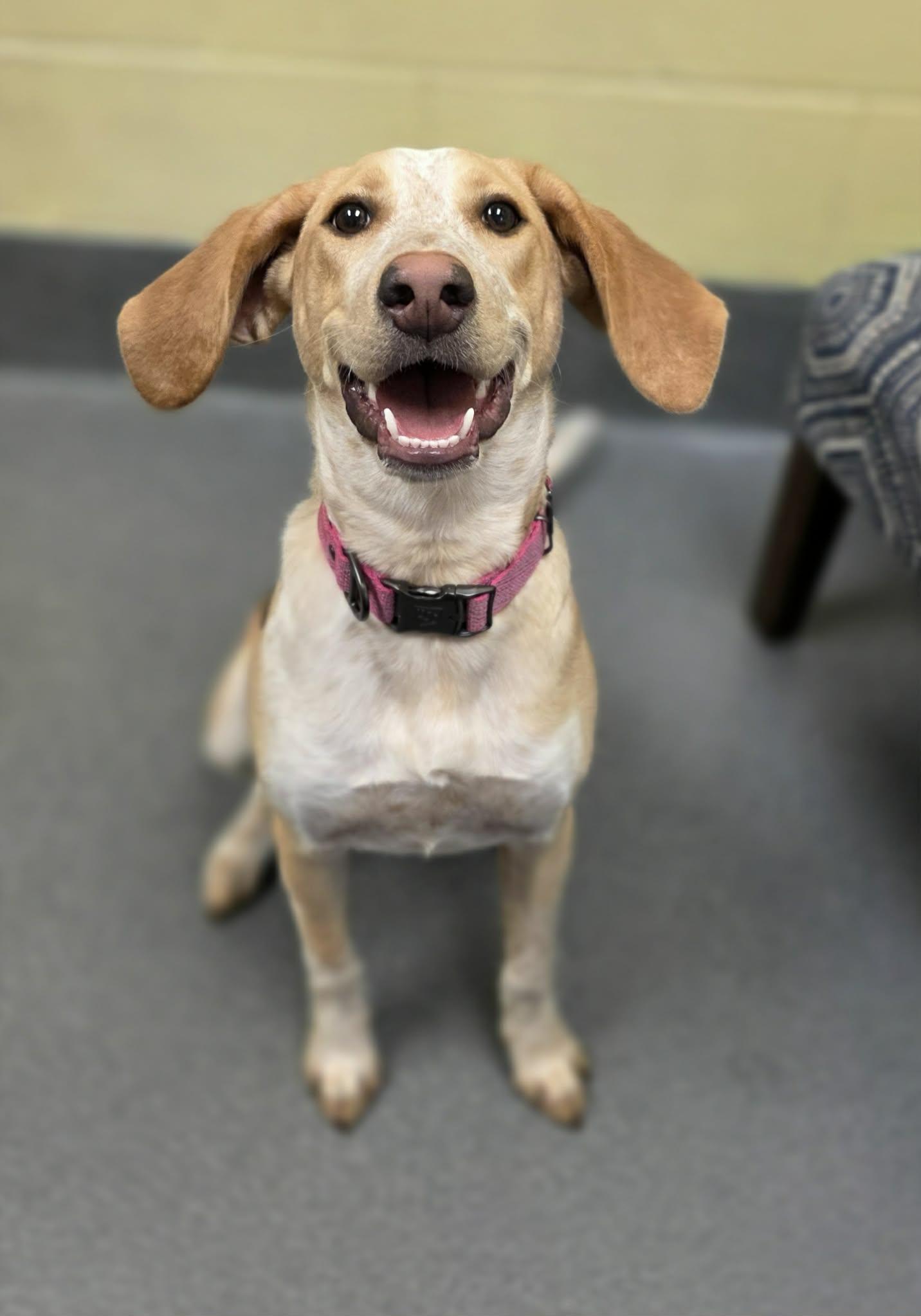 Milly, a ADOPTABLE Hound in Amherst, VA image 4/5