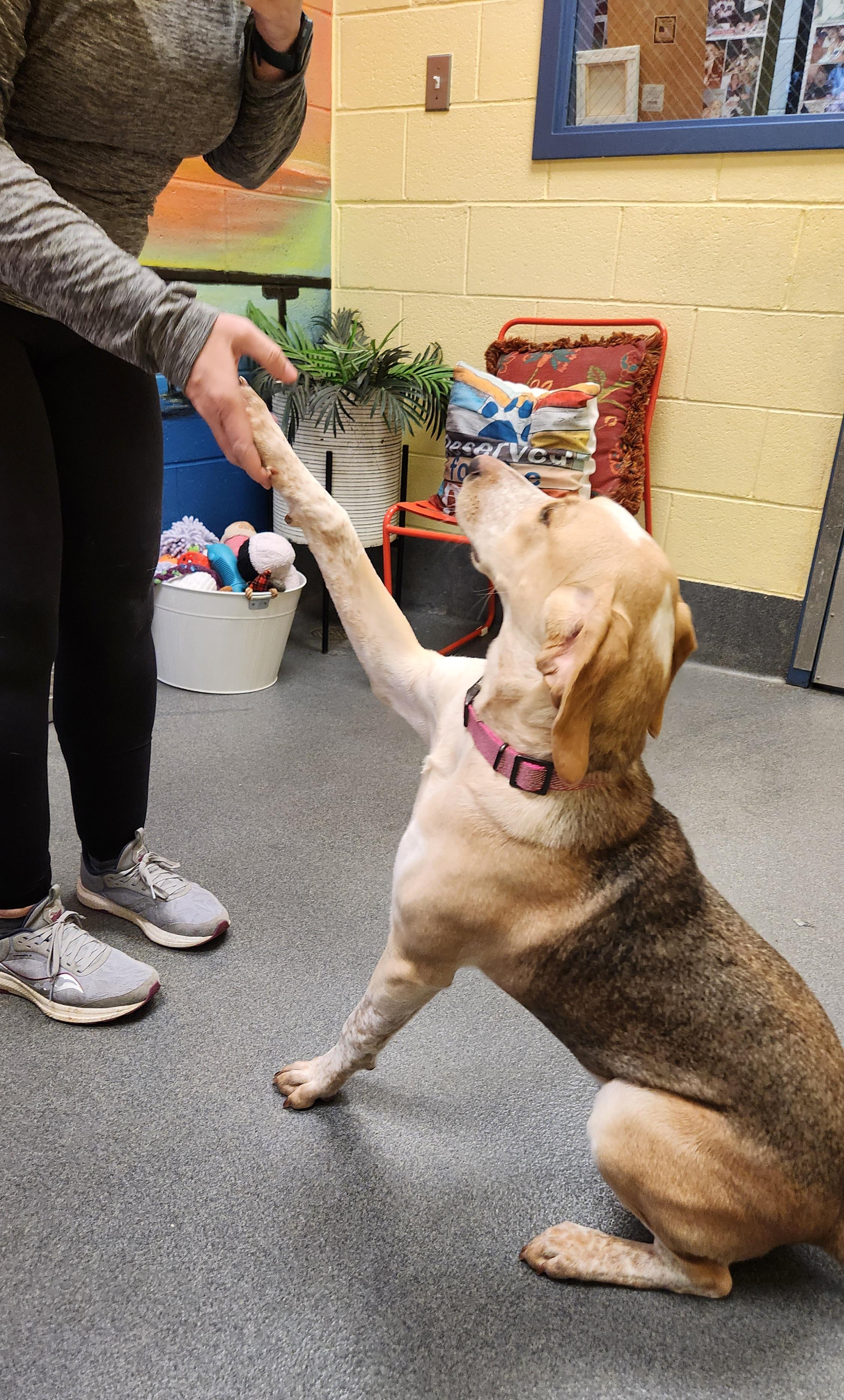 Milly, a ADOPTABLE Hound in Amherst, VA image 3/5