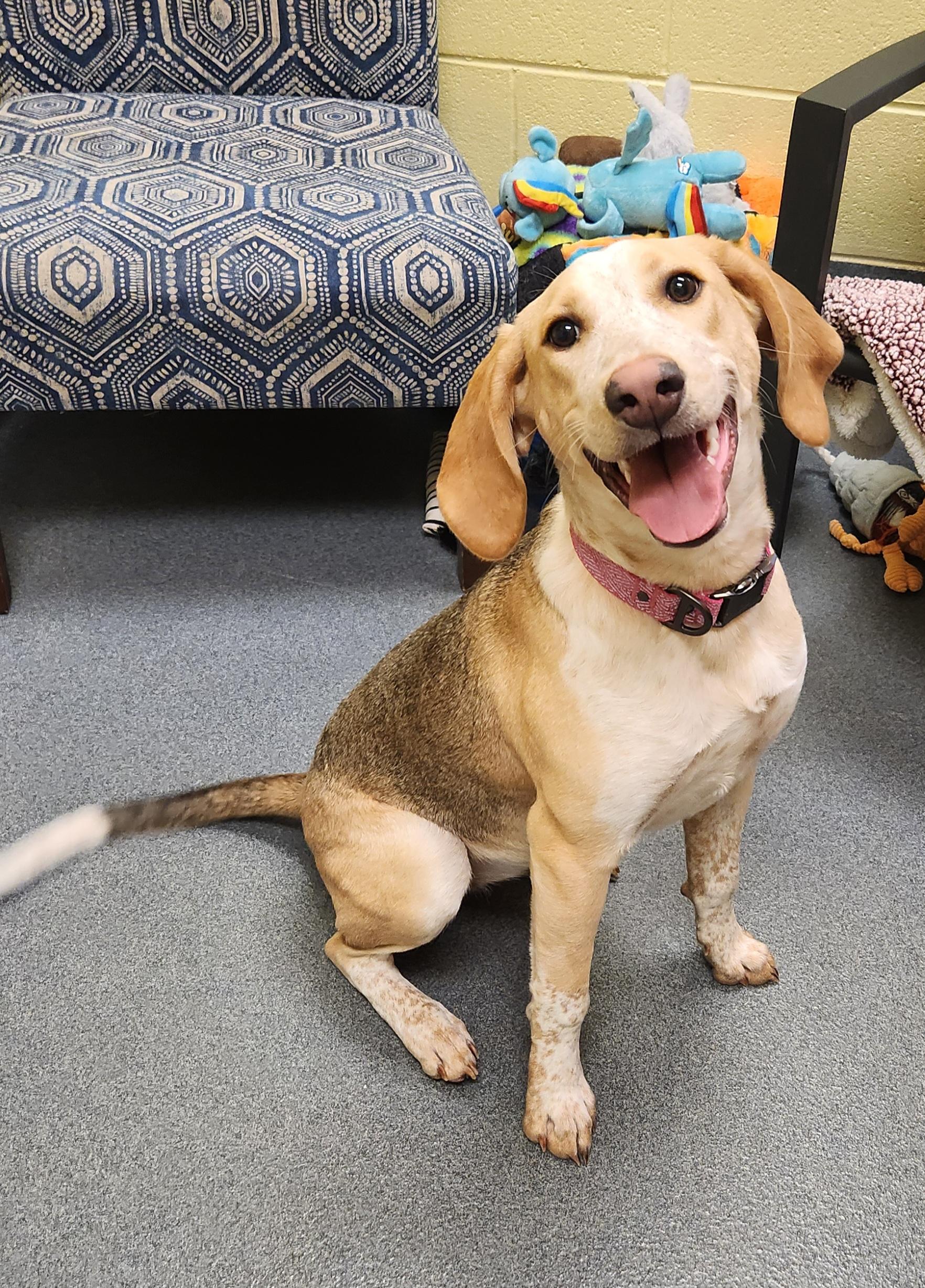 Milly, ADOPTABLE, Young Female Hound.