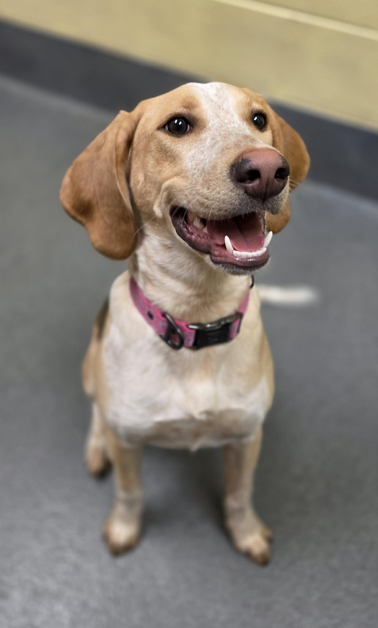 Milly, a ADOPTABLE Hound in Amherst, VA image 2/5