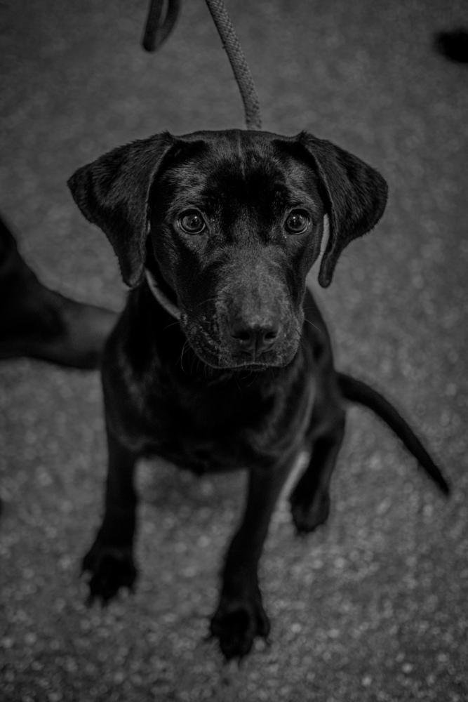 Raisin, Adoptable, Young Female Labrador Retriever.