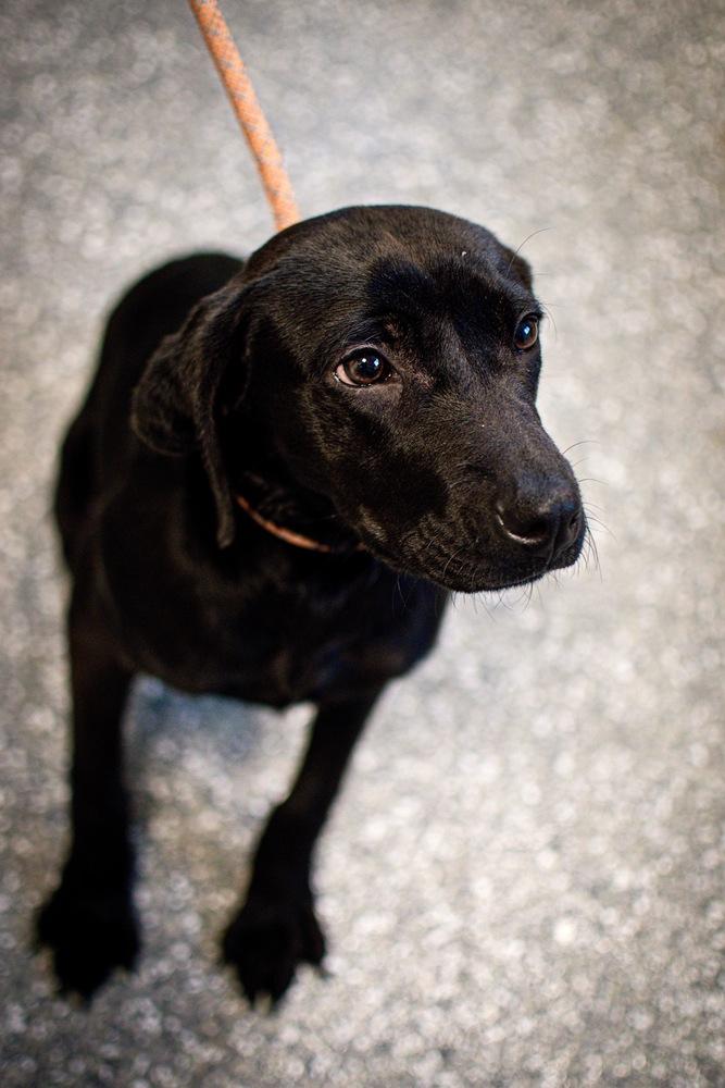 Enlarge Raisin, a Adoptable mixed breed in Frankfort, NY image 2/4