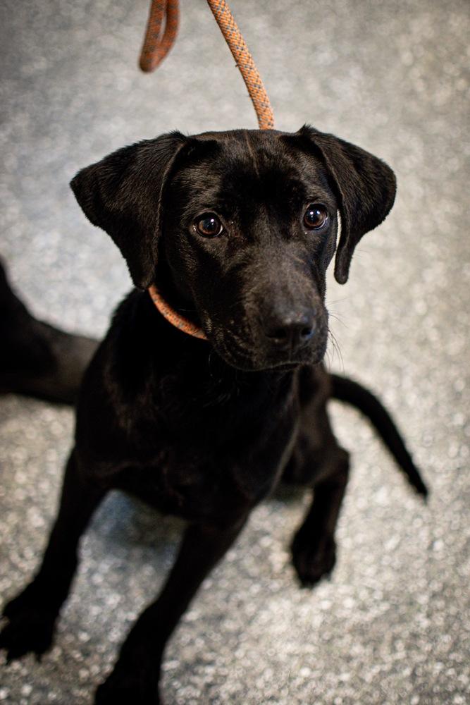 Enlarge Raisin, a Adoptable mixed breed in Frankfort, NY image 3/4